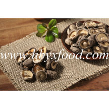 Champignons Shiitake lisse séchés 2016 à vendre